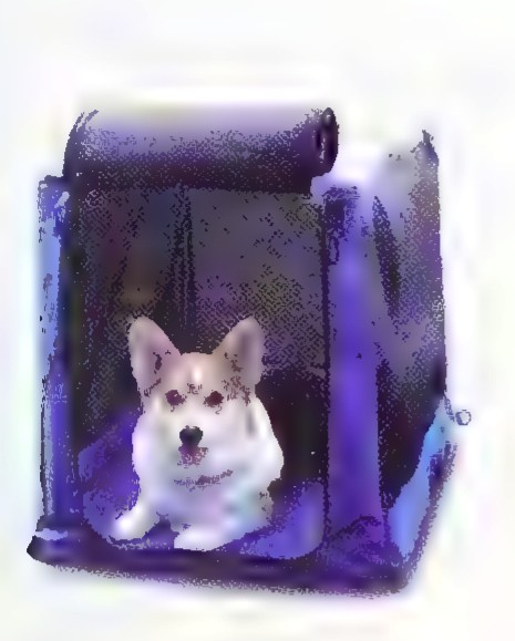 Photograph of a small dog sitting inside a fabric-covered rectangular crate.