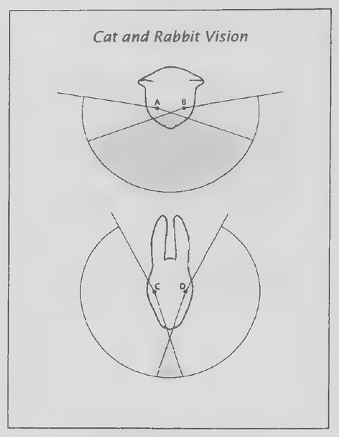 Transparency 3-4-1: Cat and rabbit vision