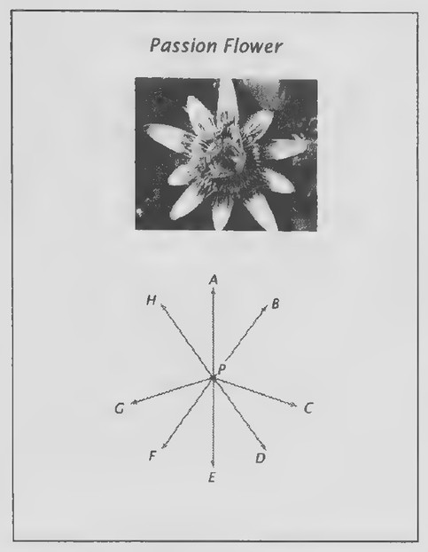 Transparency 3-4-4: Passion flower (Set II, Exs. 41-47)