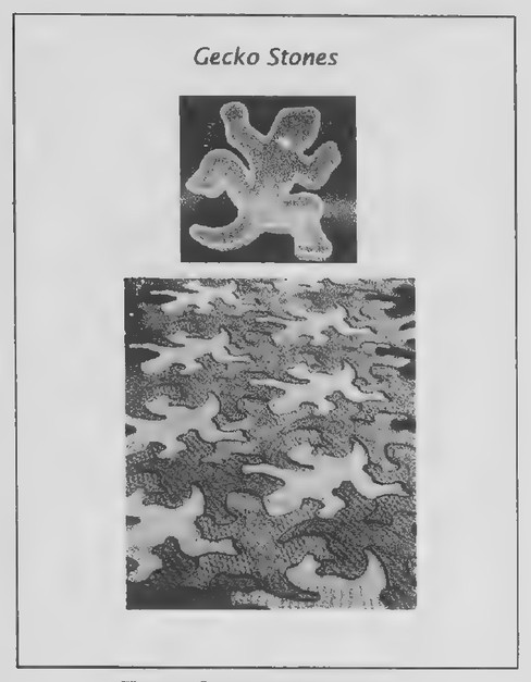 Transparency 4-2-1: Gecko stones