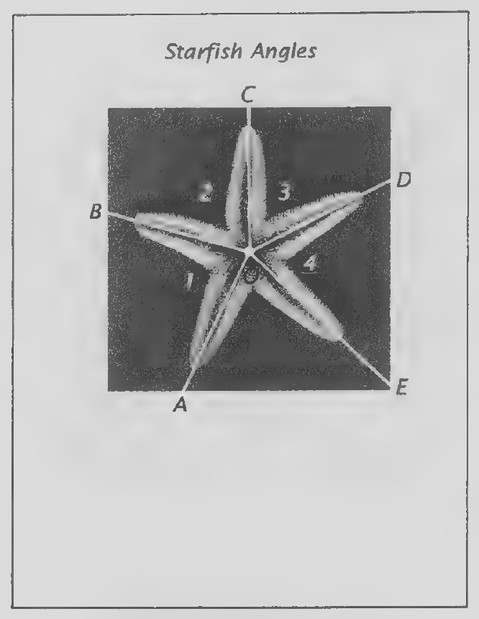 Transparency 5-1-2: Starfish angles