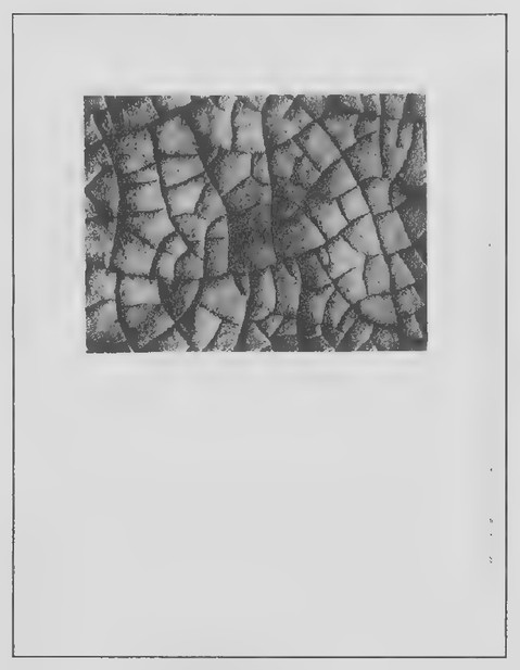 Transparency 7-1-1: Photograph of mud cracks