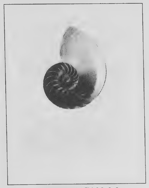 Transparency 11-1-1: Photograph of chambered nautilus