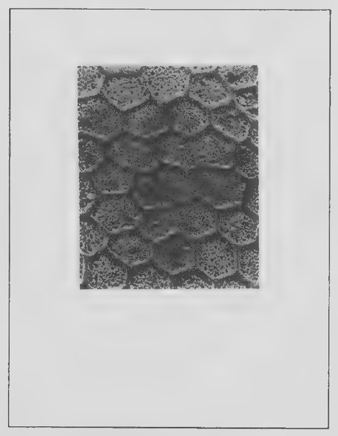 Transparency 14-1-1: Photograph of water-bug egg